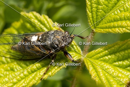 Karl-Gillebert-cicadetta-montana-1312