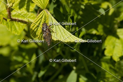 Karl-Gillebert-cicadetta-montana-1356