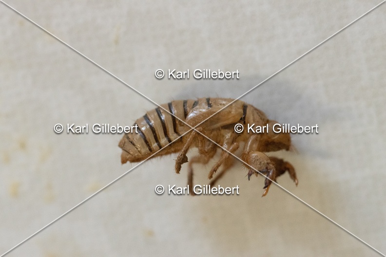 Karl-Gillebert-cicadetta-montana-1509.jpg