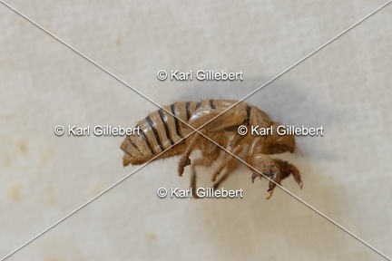 Karl-Gillebert-cicadetta-montana-1509