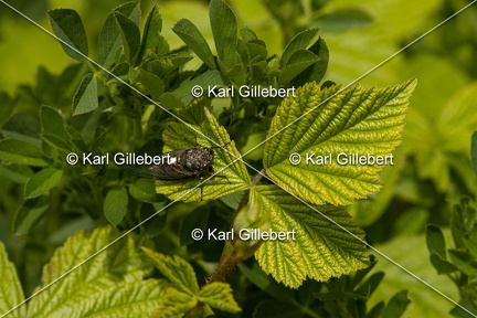 Karl-Gillebert-cicadetta-montana-1230