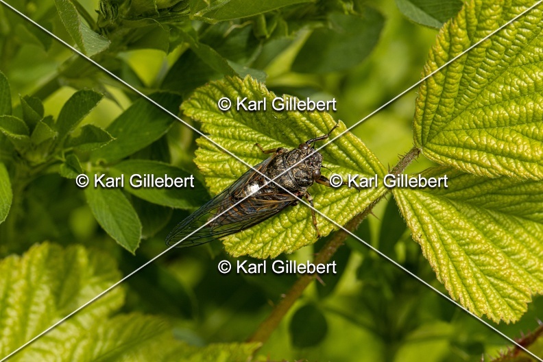 Karl-Gillebert-cicadetta-montana-1241.jpg