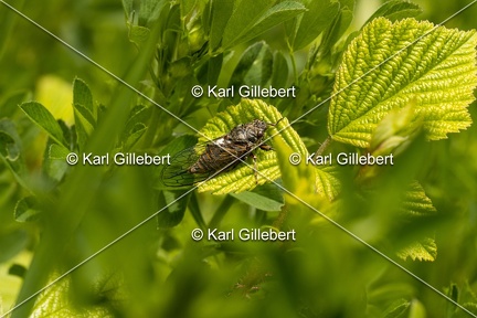 Karl-Gillebert-cicadetta-montana-1247