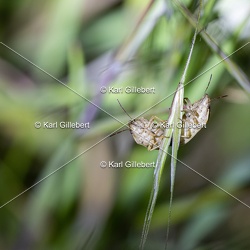 Punaise des blés - Aelia acuminata