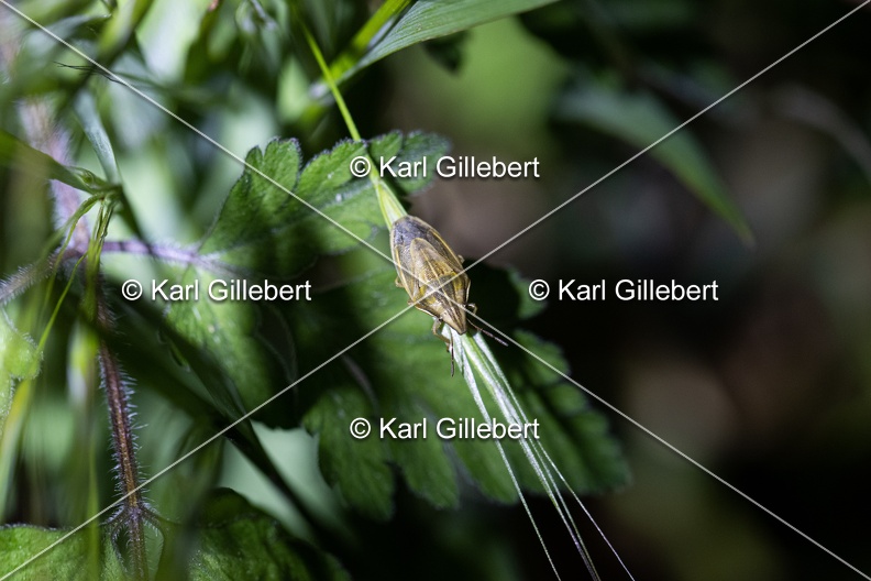 Karl-Gillebert-aelia-acuminata-9226.jpg