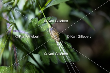 Karl-Gillebert-aelia-acuminata-9226
