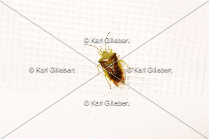 Karl-Gillebert-elasmostethus-interstinctus-2774
