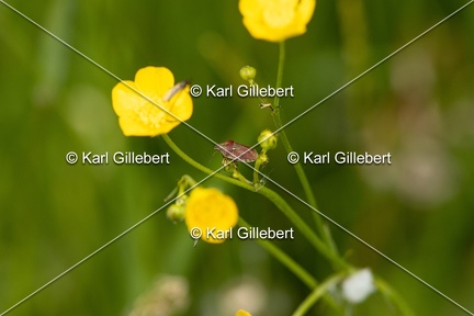 Karl-Gillebert-eurygaster-testudinaria-6305