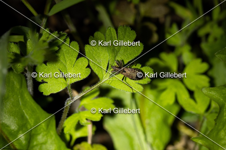 Karl-Gillebert-himacerus-mirmicoides-0835