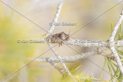 Karl-Gillebert-rhaphigaster-nebulosa-4254