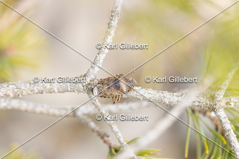 Karl-Gillebert-rhaphigaster-nebulosa-4256.jpg