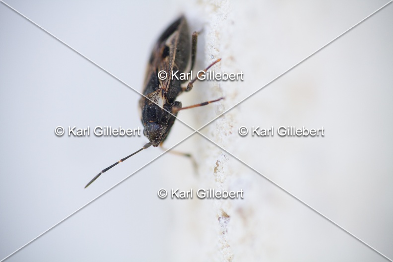 Karl-Gillebert-rhyparochromus-vulgaris-5734.jpg