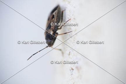 Karl-Gillebert-rhyparochromus-vulgaris-5734