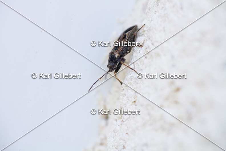Karl-Gillebert-rhyparochromus-vulgaris-5739.jpg