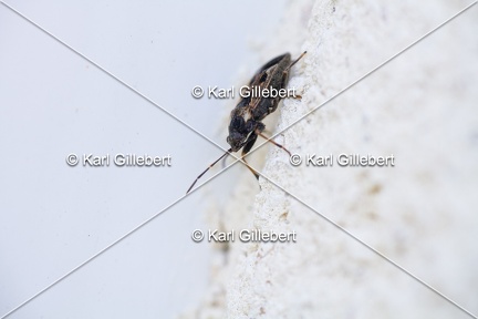 Karl-Gillebert-rhyparochromus-vulgaris-5739