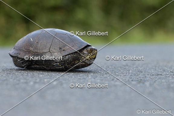 Karl-Gillebert-cistude-d-europe-emys-orbicularis-0785