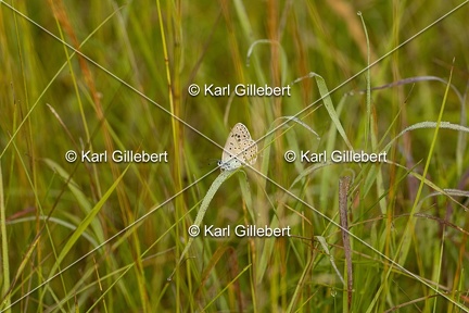 Karl-Gillebert-azure-du-serpolet-phengaris-arion-6927