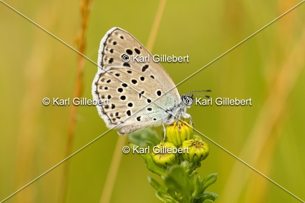 Karl-Gillebert-azure-du-serpolet-phengaris-arion-6942