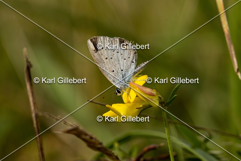 Karl-Gillebert-azure-du-trefle-cupido-argiades-6008.jpg