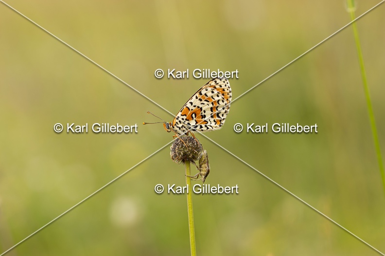 Karl-Gillebert-melitee-orangee-melitaea-didyma-8843.jpg