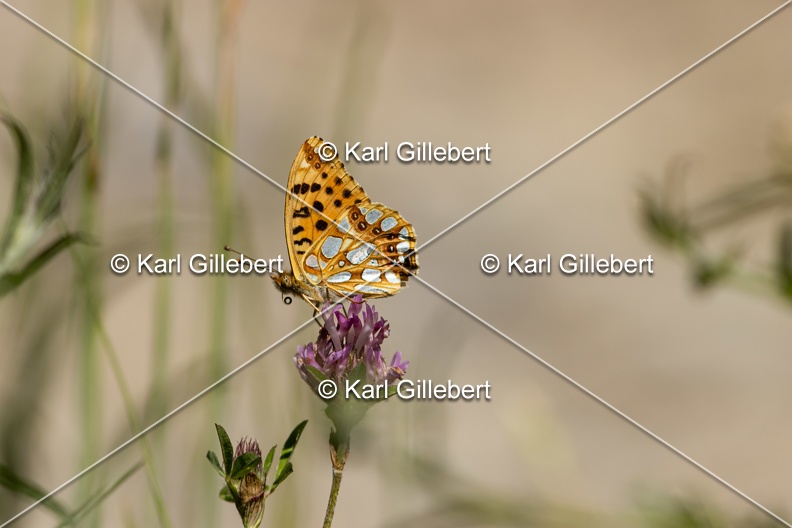 Karl-Gillebert-petit-nacre-issoria-lathonia-5003.jpg
