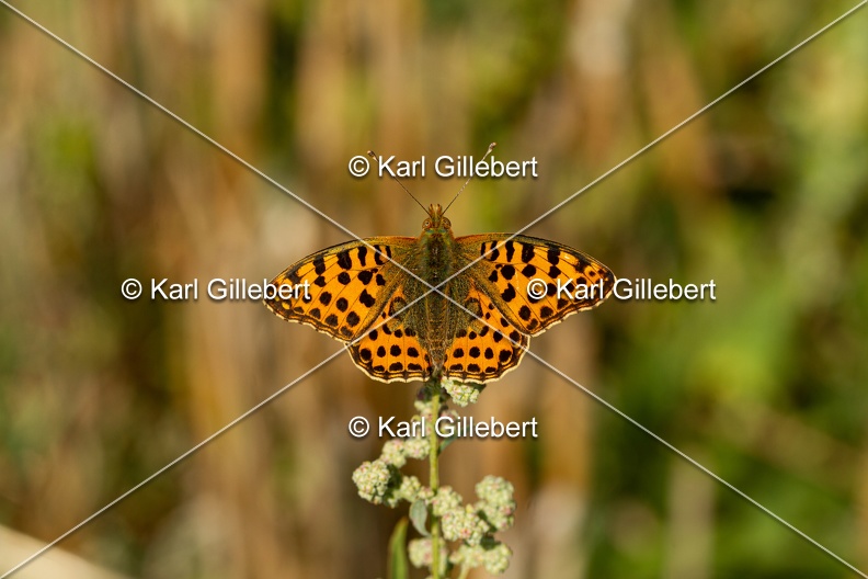 Karl-Gillebert-petit-nacre-issoria-lathonia-6184.jpg