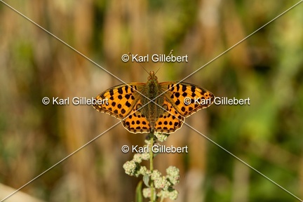Karl-Gillebert-petit-nacre-issoria-lathonia-6184