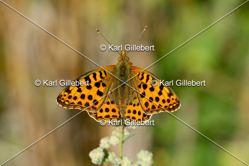 Karl-Gillebert-petit-nacre-issoria-lathonia-6191.jpg