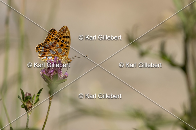Karl-Gillebert-petit-nacre-issoria-lathonia-4970.jpg