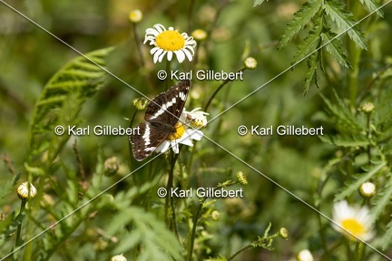 Karl-Gillebert-petit-sylvain-limenitis-camilla-3562