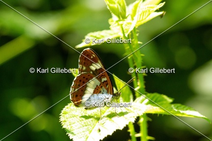 Karl-Gillebert-petit-sylvain-limenitis-camilla-7547