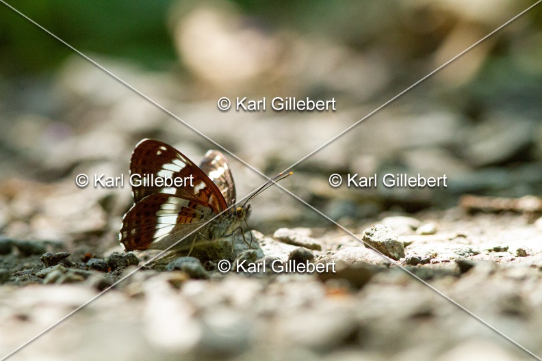Karl-Gillebert-petit-sylvain-limenitis-camilla-7565.jpg