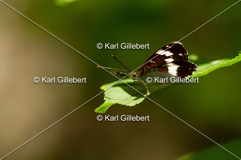 Karl-Gillebert-petit-sylvain-limenitis-camilla-8380.jpg