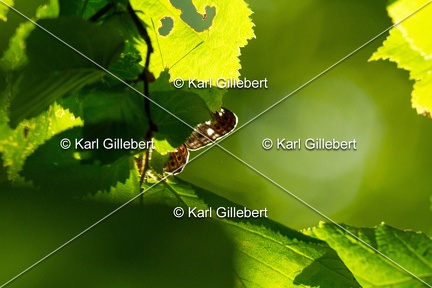 Karl-Gillebert-petit-sylvain-limenitis-camilla-8700