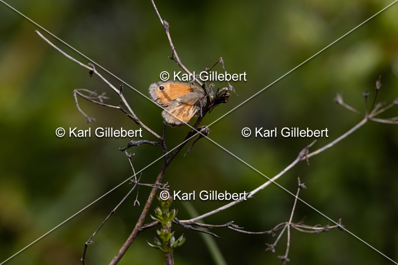Karl-Gillebert-procris-coenonympha-pamphilus-8969