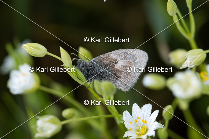 Karl-Gillebert-procris-coenonympha-pamphilus-7458