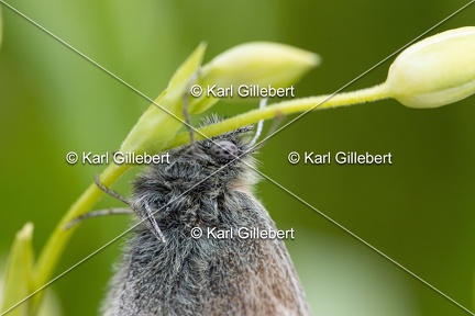 Karl-Gillebert-procris-coenonympha-pamphilus-7471