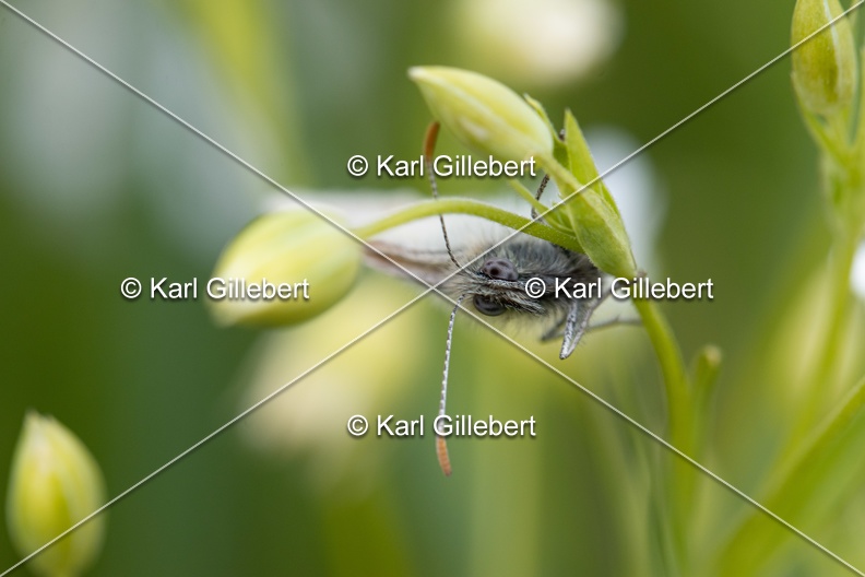 Karl-Gillebert-procris-coenonympha-pamphilus-7484.jpg