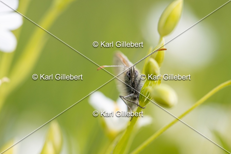 Karl-Gillebert-procris-coenonympha-pamphilus-7501