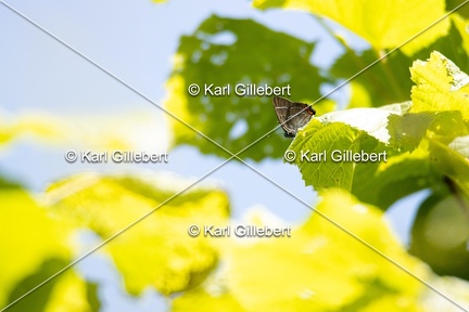 Karl-Gillebert-thecle-de-l-yeuse-satyrium-ilicis-5430