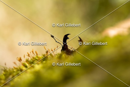 Karl-Gillebert-lucane-cerf-volant-lucanus-cervus-2858