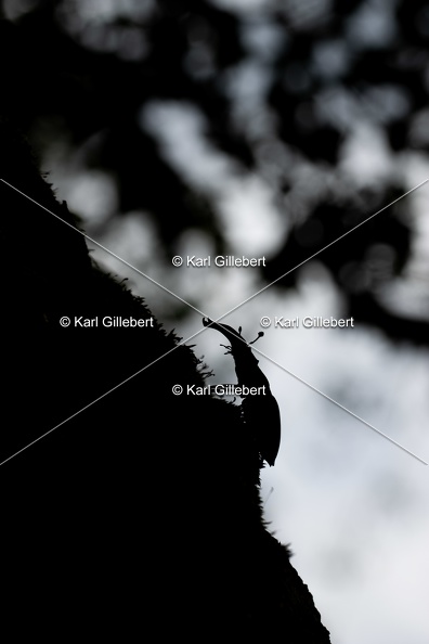 Karl-Gillebert-lucane-cerf-volant-lucanus-cervus-2925.jpg