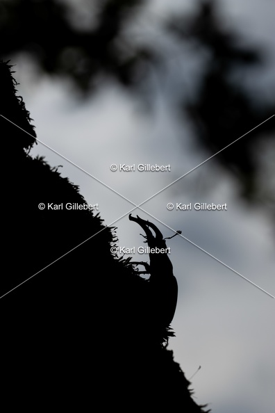 Karl-Gillebert-lucane-cerf-volant-lucanus-cervus-2969.jpg