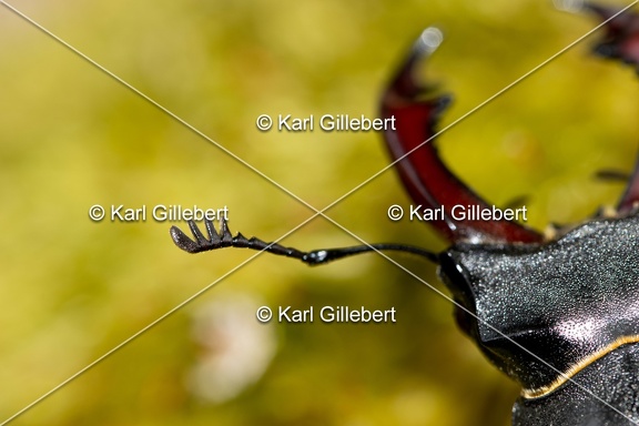 Karl-Gillebert-lucane-cerf-volant-lucanus-cervus-3006