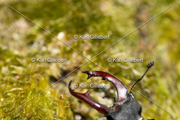 Karl-Gillebert-lucane-cerf-volant-lucanus-cervus-3011