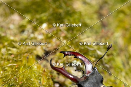 Karl-Gillebert-lucane-cerf-volant-lucanus-cervus-3011