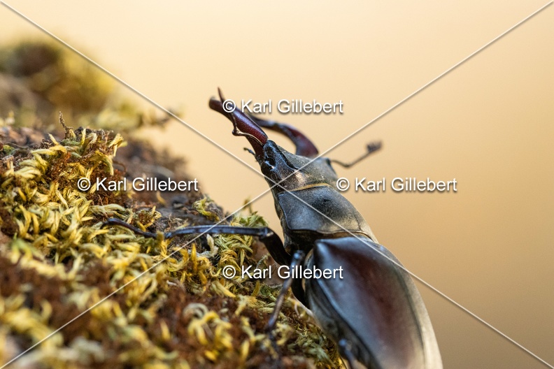 Karl-Gillebert-lucane-cerf-volant-lucanus-cervus-6099.jpg