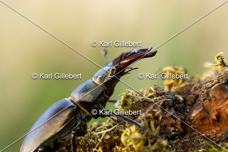 Karl-Gillebert-lucane-cerf-volant-lucanus-cervus-6109.jpg