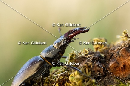 Karl-Gillebert-lucane-cerf-volant-lucanus-cervus-6109