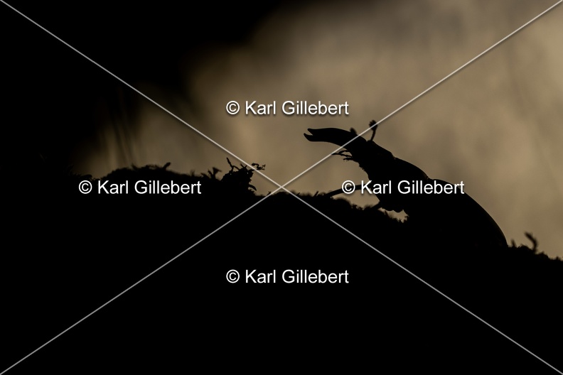 Karl-Gillebert-lucane-cerf-volant-lucanus-cervus-6241.jpg